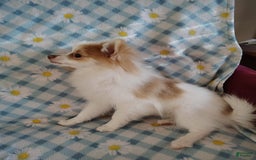 Pomeranian dogs for sale: Cheyenne - Image 2