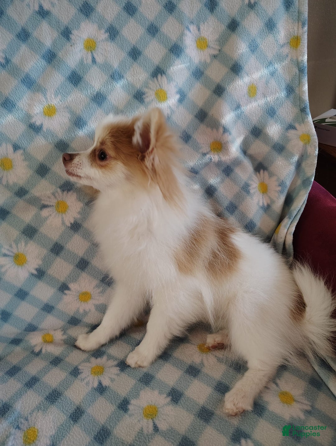 Pomeranian dogs for sale: Cheyenne - Image 2