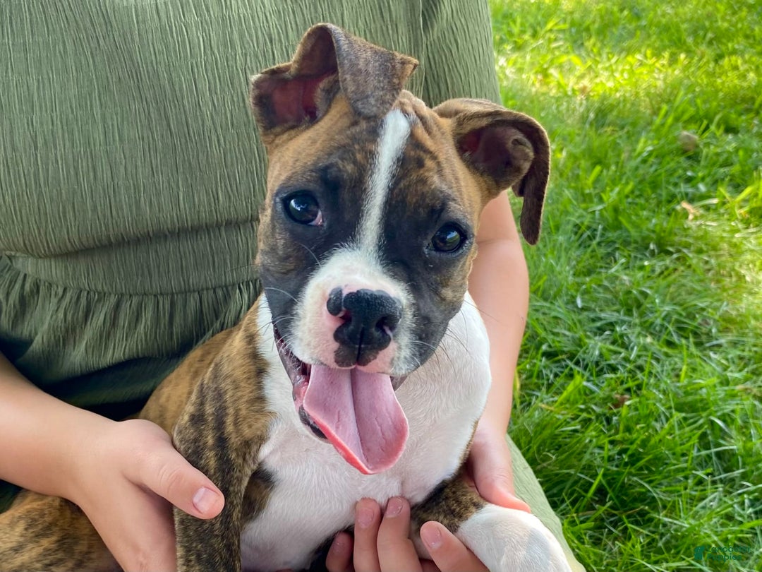 Boxer dogs for sale: Roxie - Image 1
