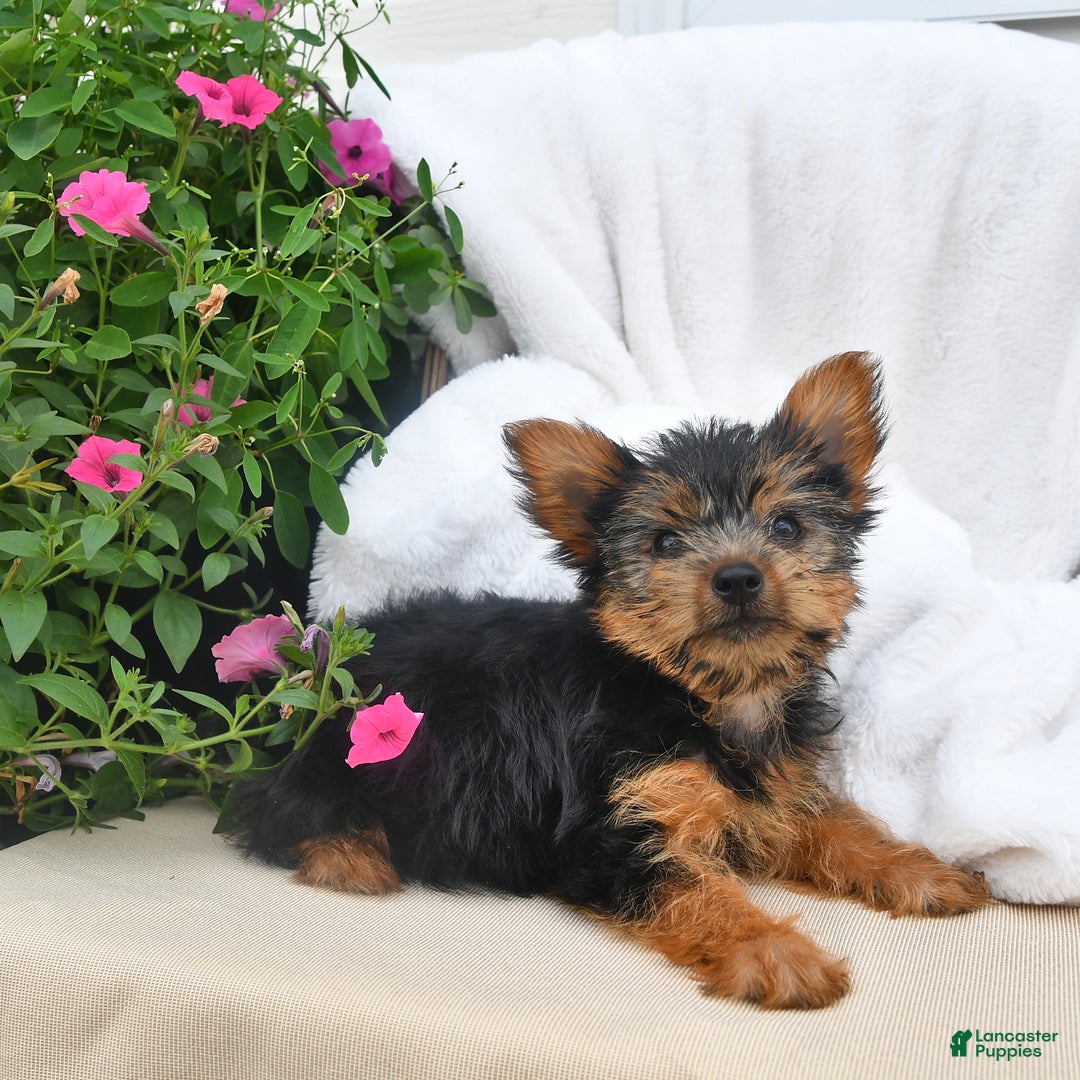 Yorkshire Terrier dogs for sale: Buttercup - Image 5