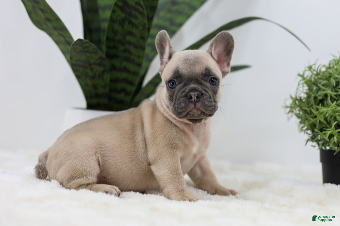 French Bulldog dogs for sale: French Bulldog 5 puppies - Image 17