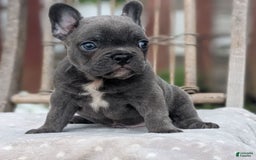 French Bulldog dogs for sale: Zane - Image 1