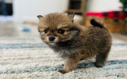 Pomeranian dogs for sale: Nova - Image 4