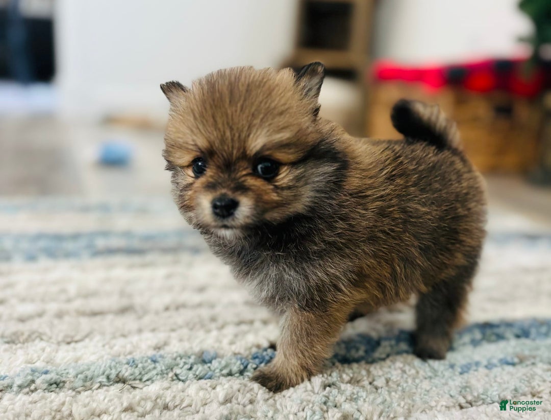 Pomeranian dogs for sale: Nova - Image 4