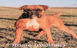 Boxer dogs for sale: Carin - Image 11