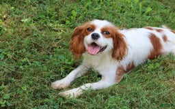 Cavapoo dogs for sale: Forest - Image 9
