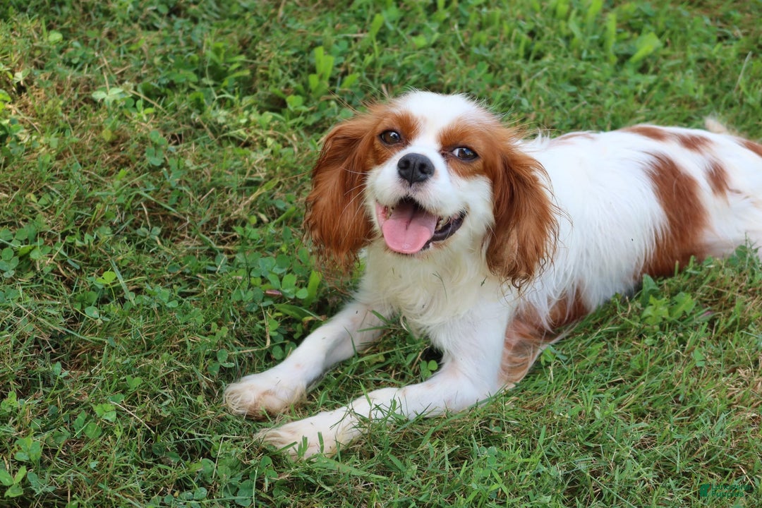 Cavapoo dogs for sale: Forest - Image 9