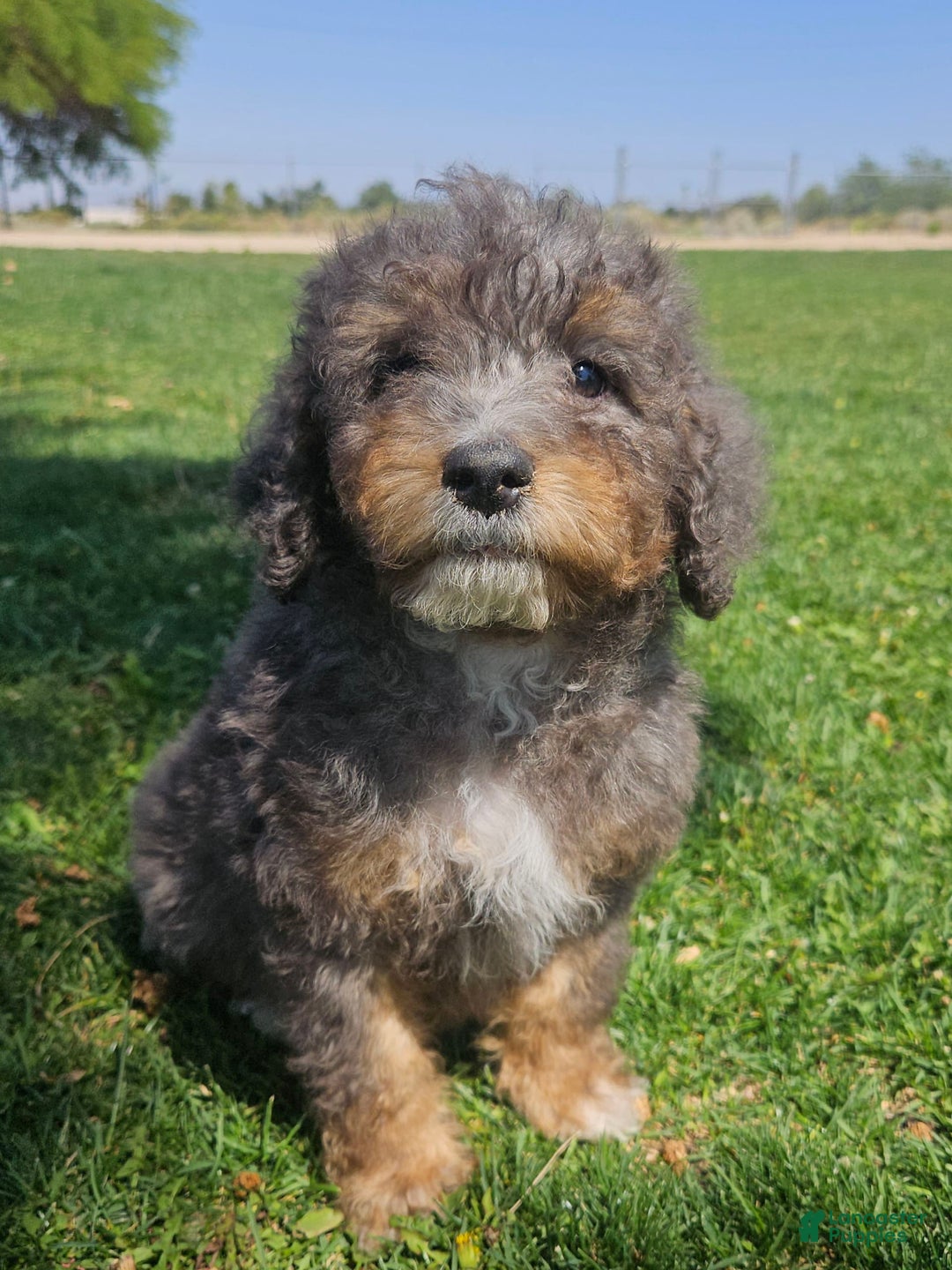 Bernedoodle dogs for sale: Topaz - Image 3