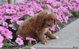 Mini Goldendoodle dogs for sale: Traveler - Image 2