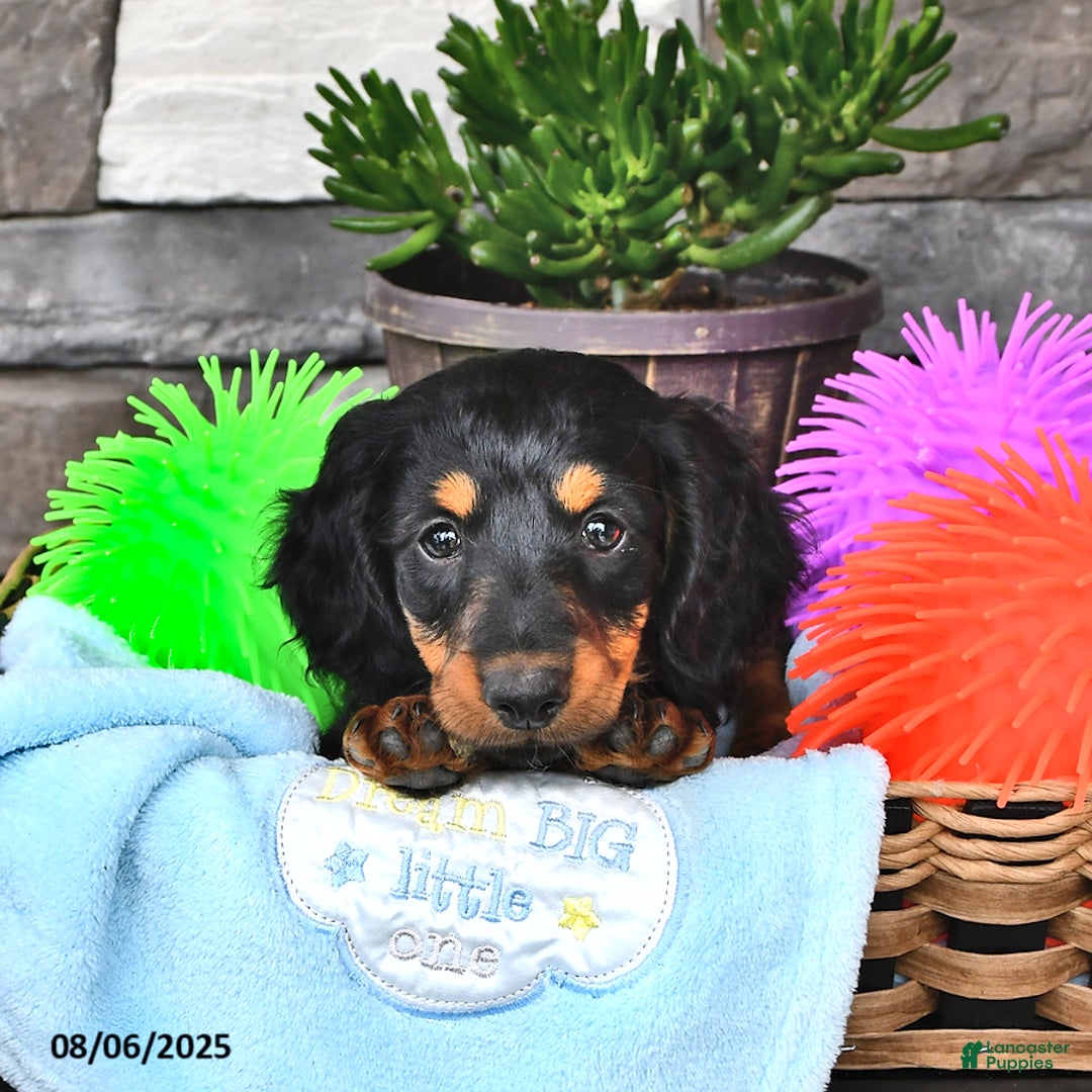 Miniature Dachshund dogs for sale: Troy - Image 4