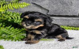 Havapoo dogs for sale: Bella - Image 5