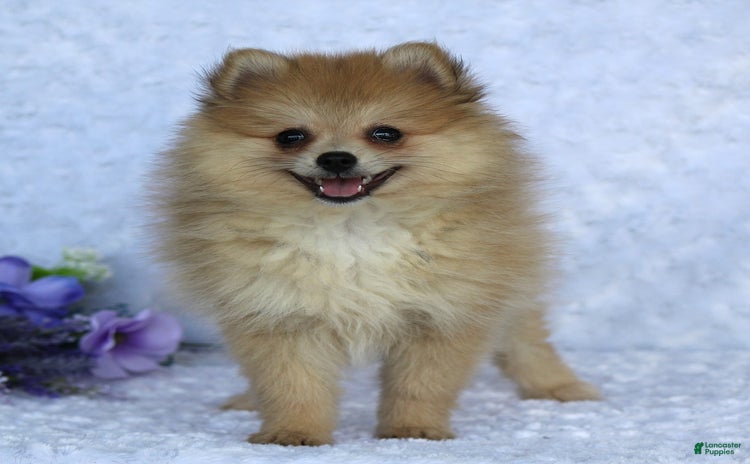 Pomeranian dogs - Advert 28
