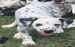 Dalmatian dogs for sale: Peppers Black Boy - Image 5