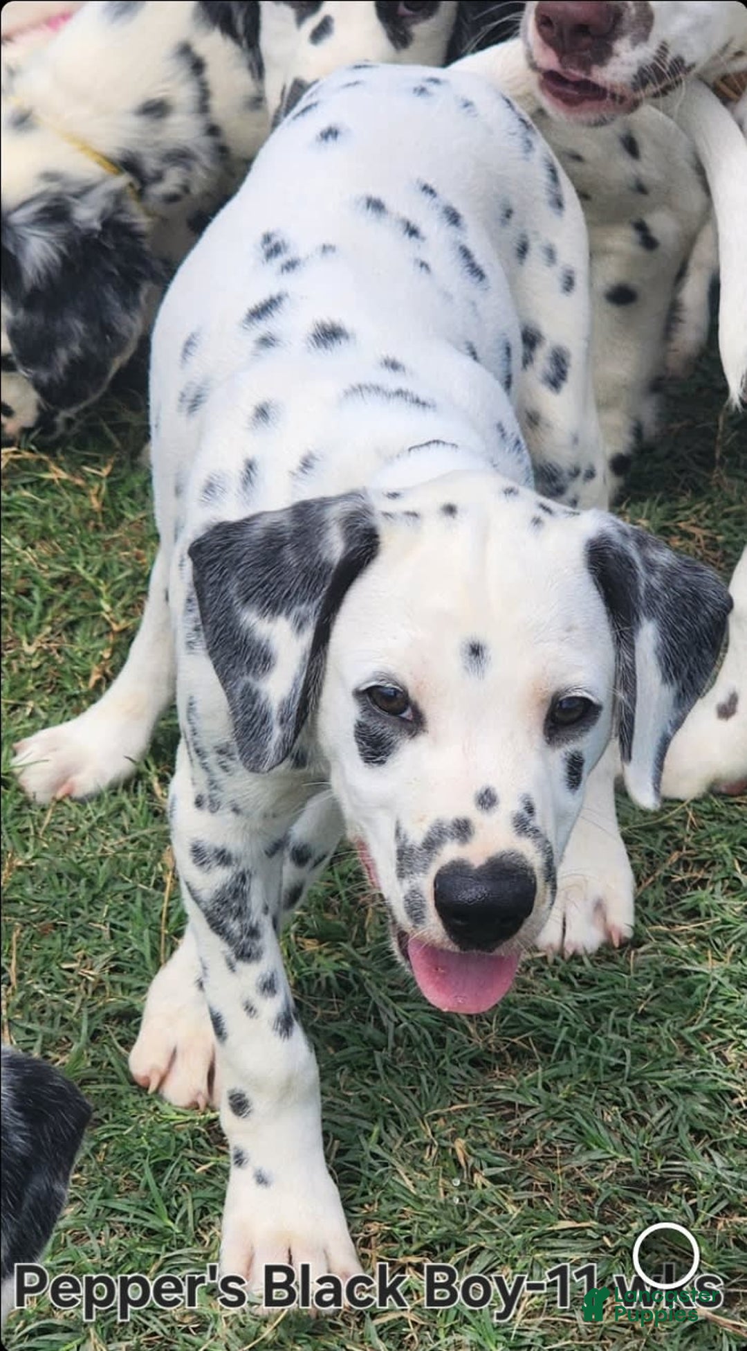 Dalmatian dogs for sale: Peppers Black Boy - Image 5