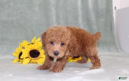 Miniature Poodle dogs for sale: Viking - Image 1