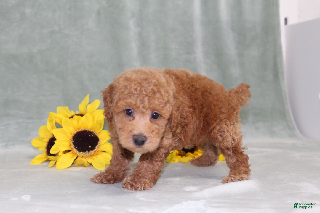 Miniature Poodle dogs for sale: Viking - Image 1