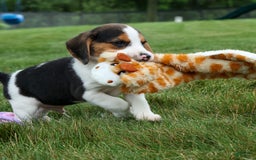 Beagle dogs for sale: Kylo - Image 19