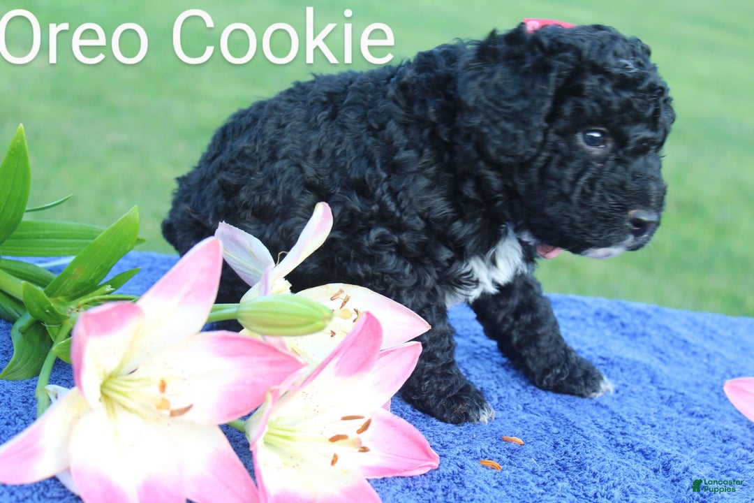 Spanish Water Dog dogs for sale: Oreo Cookie - Image 3