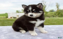 Pomsky dogs for sale: Ben - Image 6
