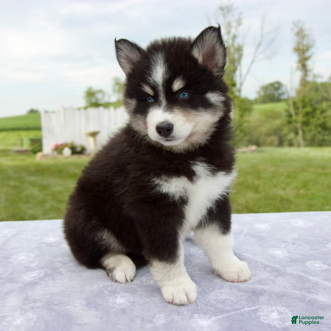 Pomsky dogs for sale: Ben - Image 6