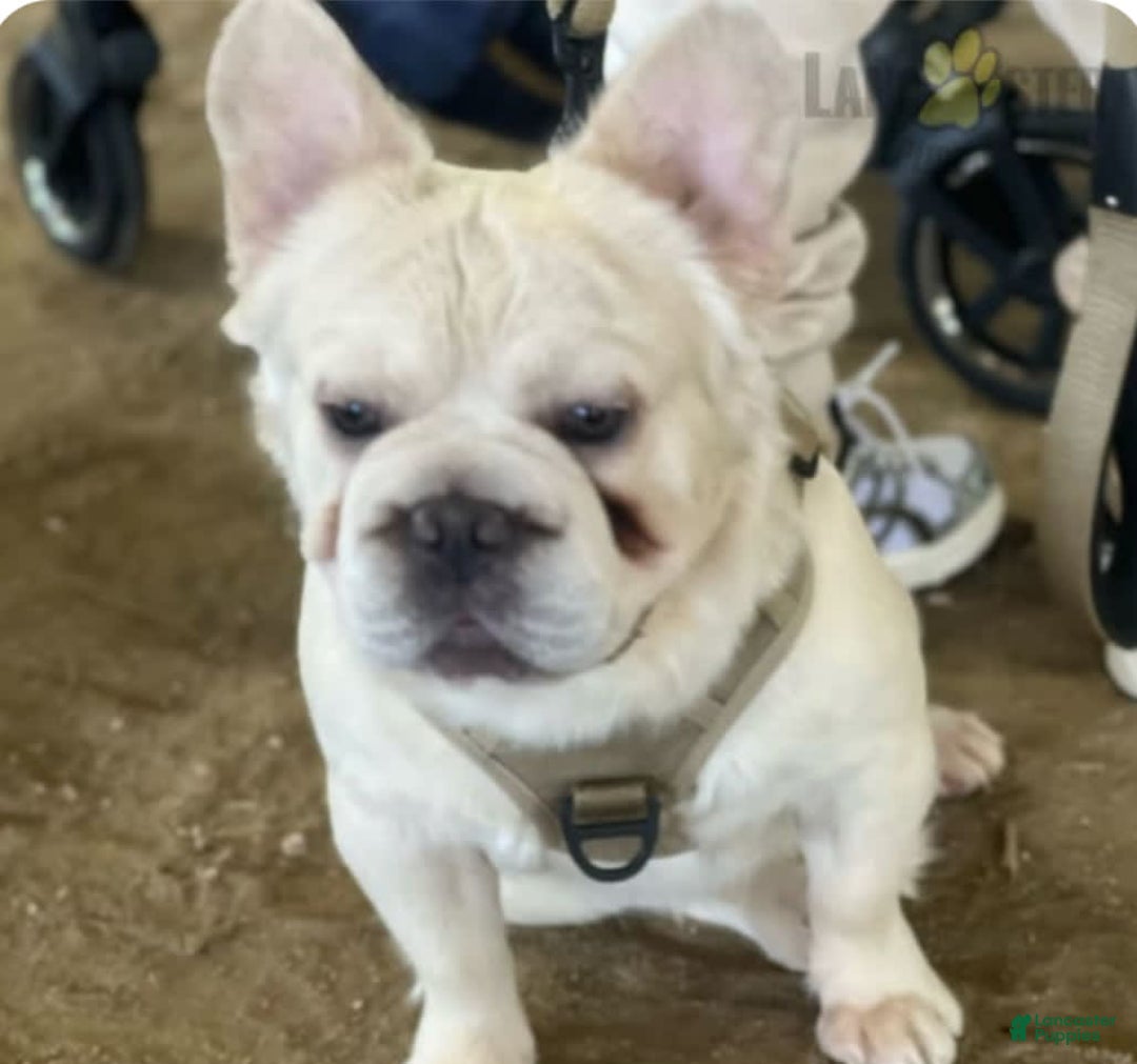 French Bulldog dogs for stud: Whiskey - Image 9