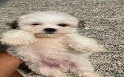 West Highland Terrier dogs for sale: Bruno - Image 4