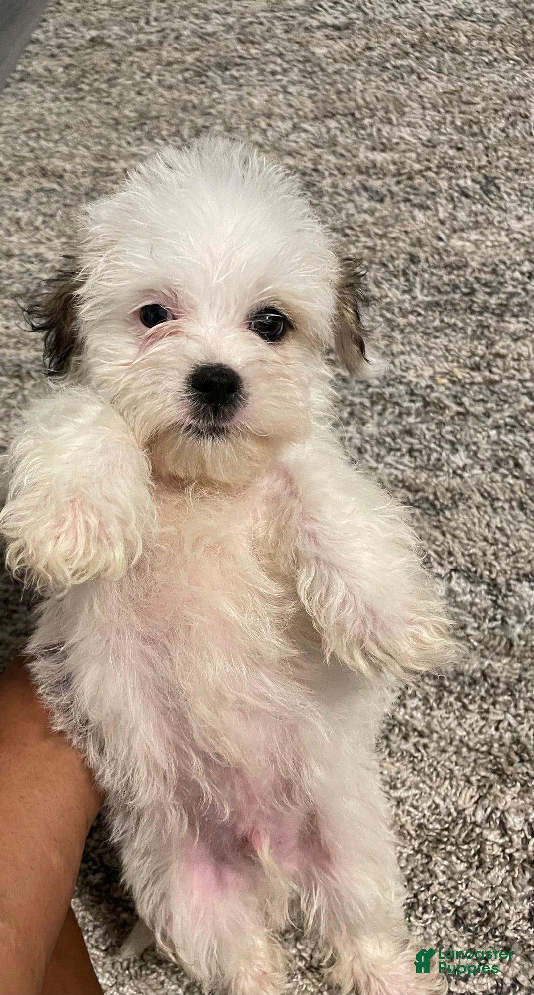 West Highland Terrier dogs for sale: Bruno - Image 4