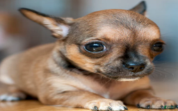 Chihuahua dogs for sale: Chihuahua Puppy 1 - Image 1