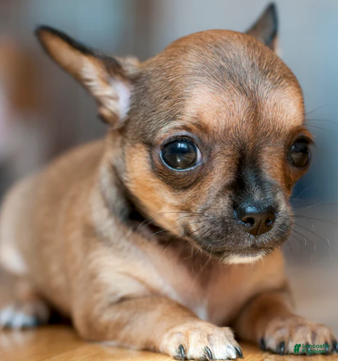 Chihuahua dogs for sale: Chihuahua Puppy 1 - Image 1