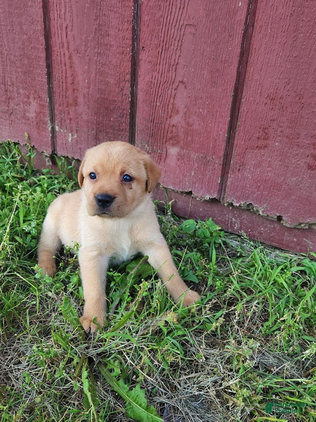 Labrador Retriever dogs for sale: Daisy - Image 2
