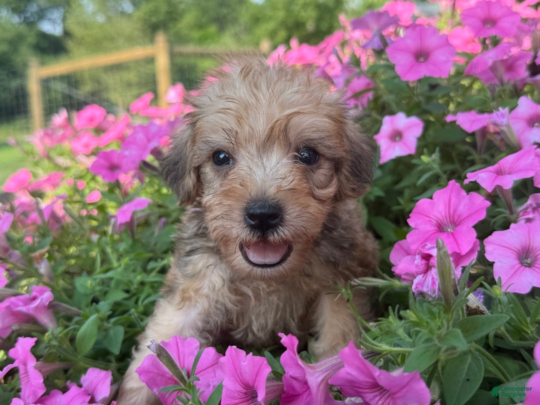 Schnoodle dogs for sale: Irene - Image 1