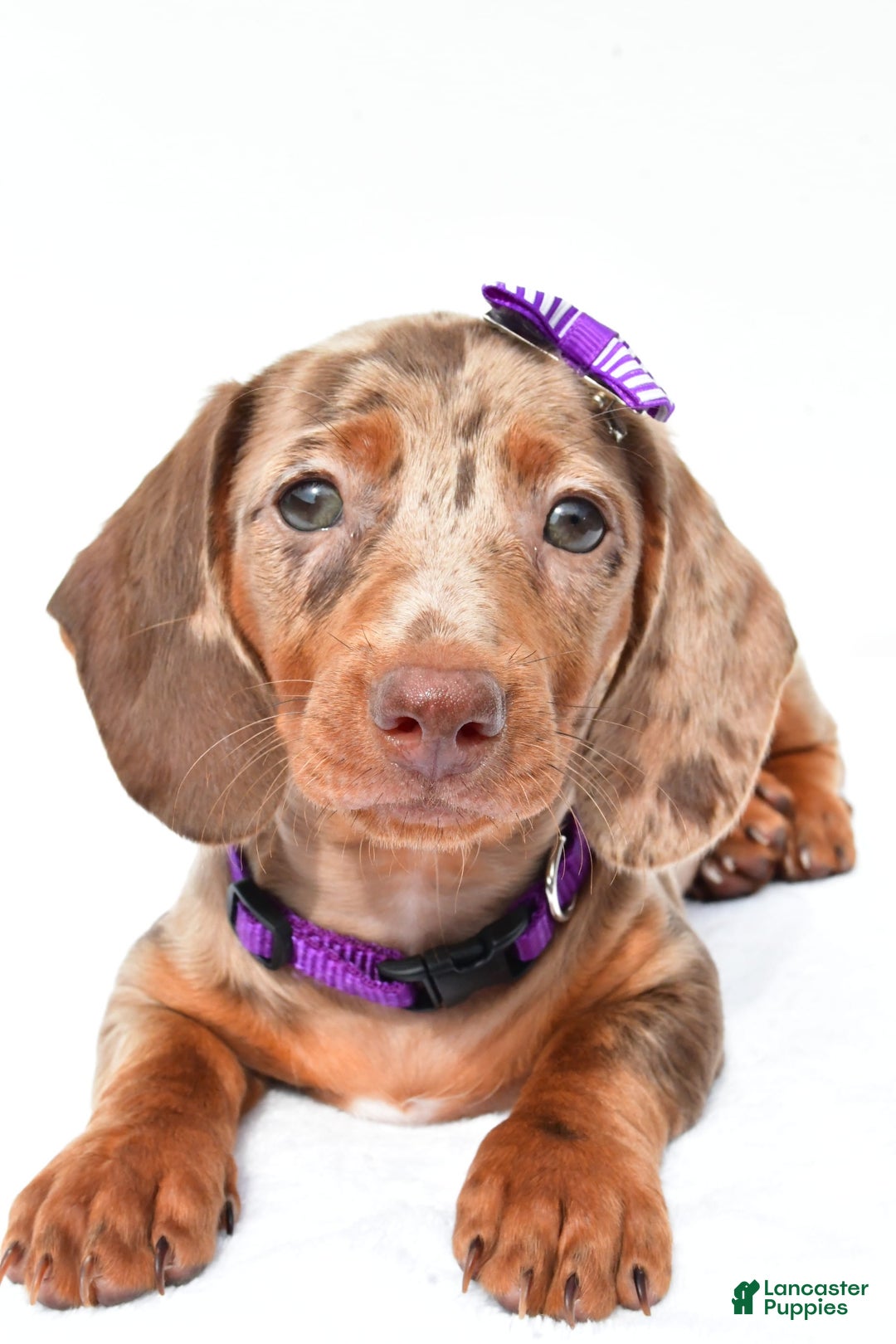 Miniature Dachshund dogs for sale: Grace - Image 2