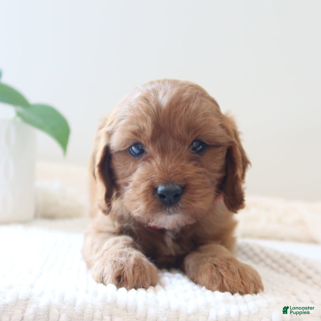 Cavapoo dogs for sale: Flora - Image 6