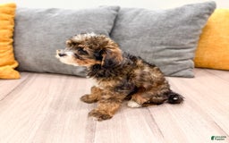 Yorkiepoo dogs for sale: Quinton - Image 3