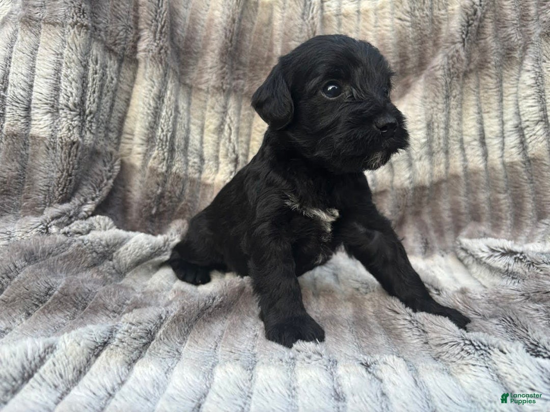 Schnoodle dogs for sale: Remley - Image 2