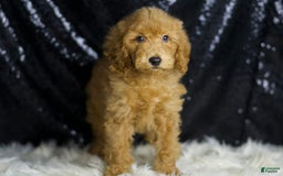 Mini Goldendoodle dogs for sale: Captain - Image 1