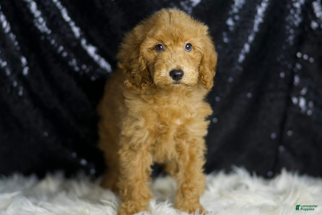 Mini Goldendoodle dogs for sale: Captain - Image 1
