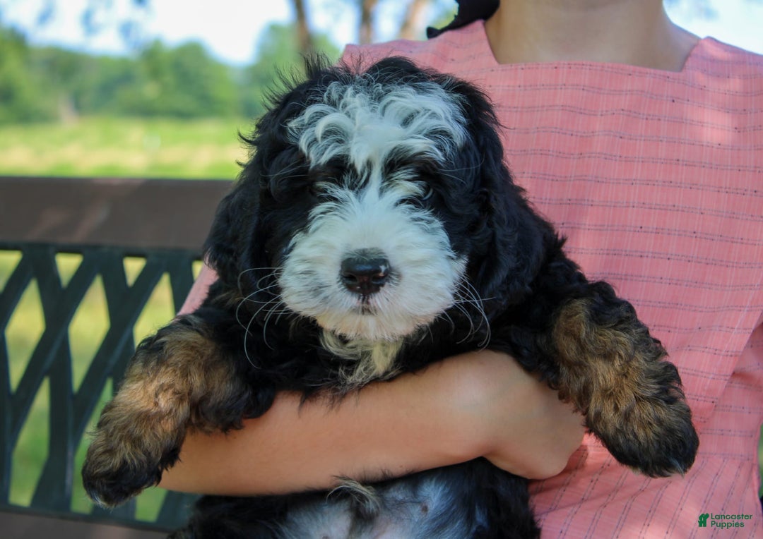 Mini Bernedoodle dogs for sale: Leo - Image 6