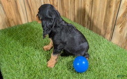 Cavalier King Charles Spaniel dogs for sale: Brin Boy 1 - Image 13