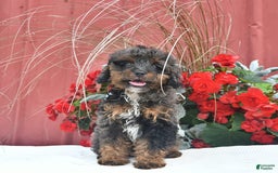 Cockapoo dogs for sale: Kiara - Image 6