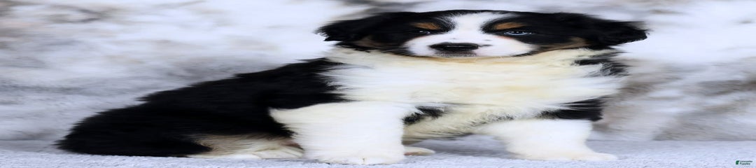 Skye