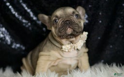 French Bulldog dogs for sale: Almond - Image 3