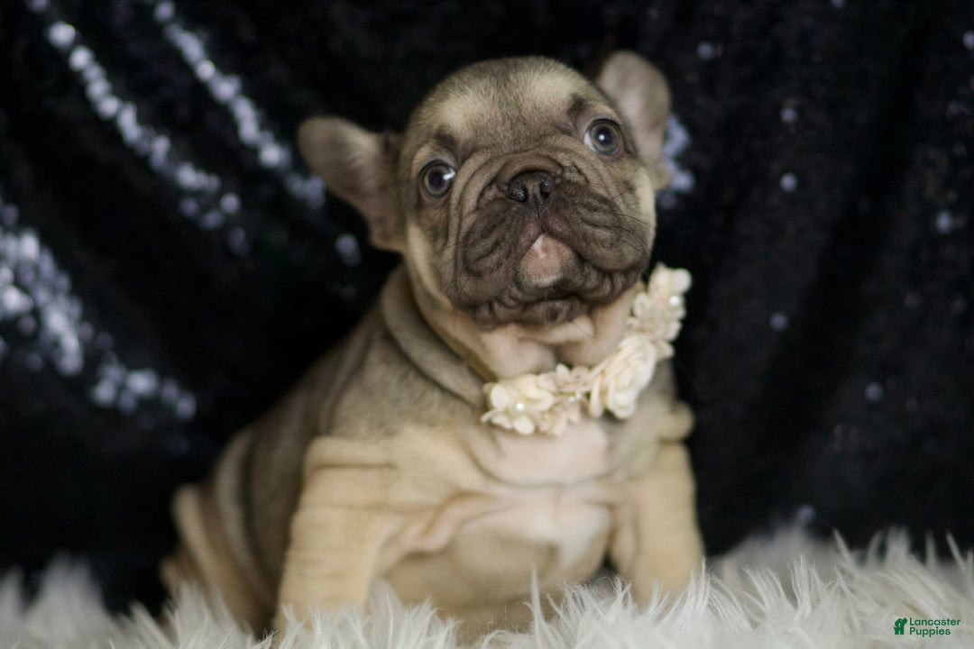 French Bulldog dogs for sale: Almond - Image 3
