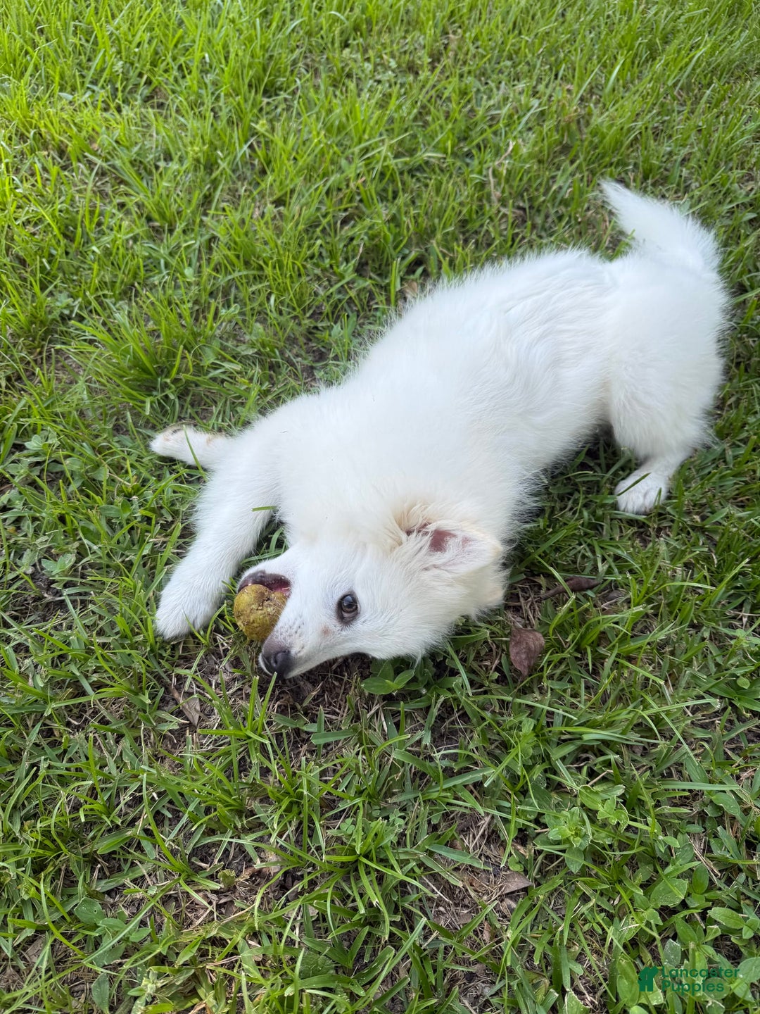 American Eskimo dogs for sale: Kinston - Image 5