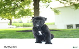 Cane Corso dogs for sale: Cane Corso 4 puppies - Image 6