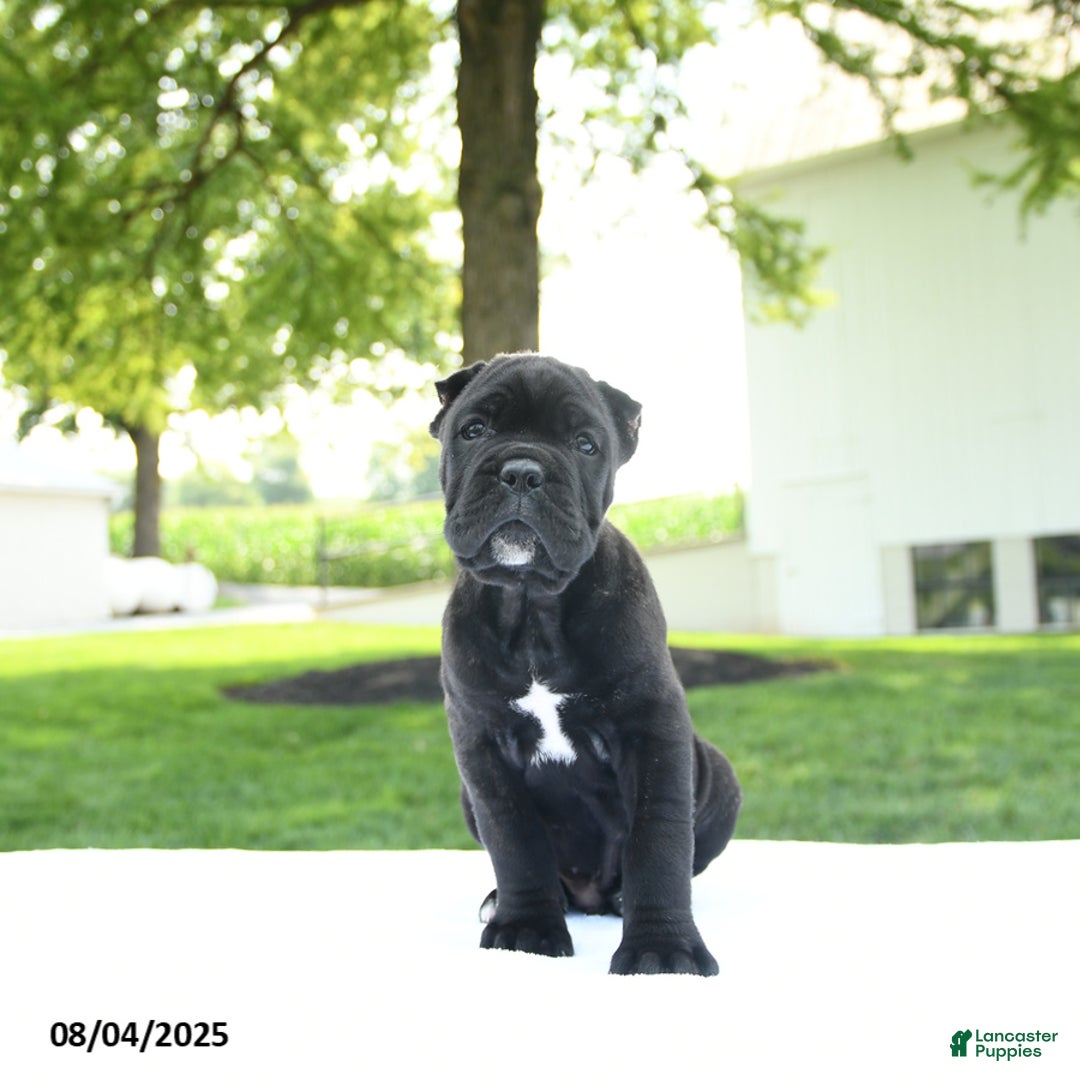 Cane Corso dogs for sale: Cane Corso 4 puppies - Image 6