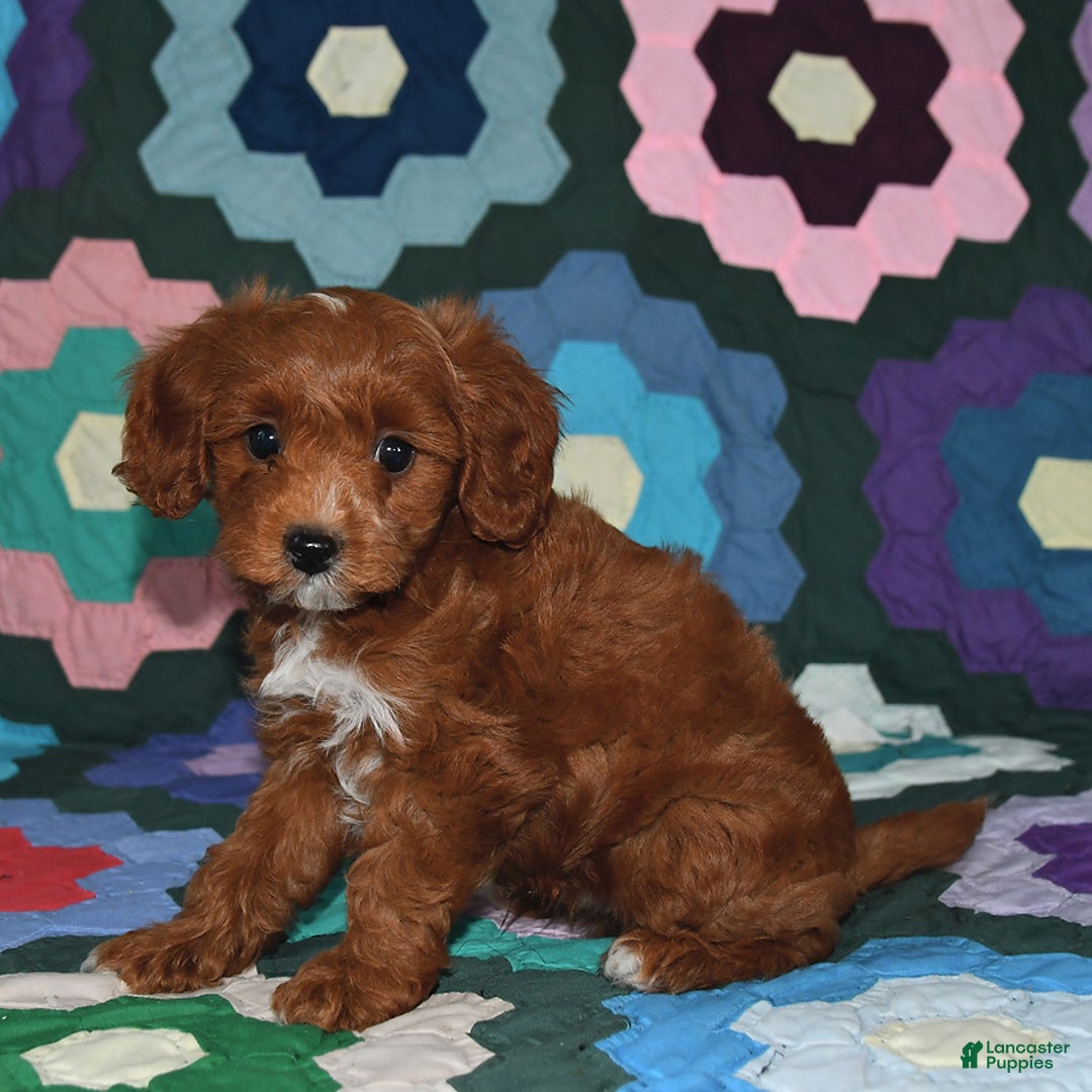 Miniature Poodle dogs for sale: Freddie - Image 5