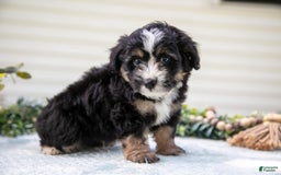 Mini Aussiedoodle dogs for sale: Rover - Image 1
