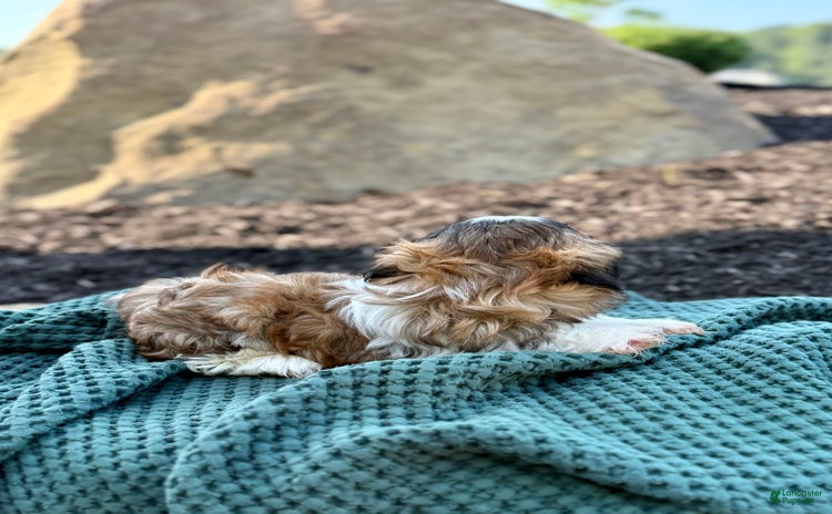 Shih Tzu dogs for sale - Ad 2