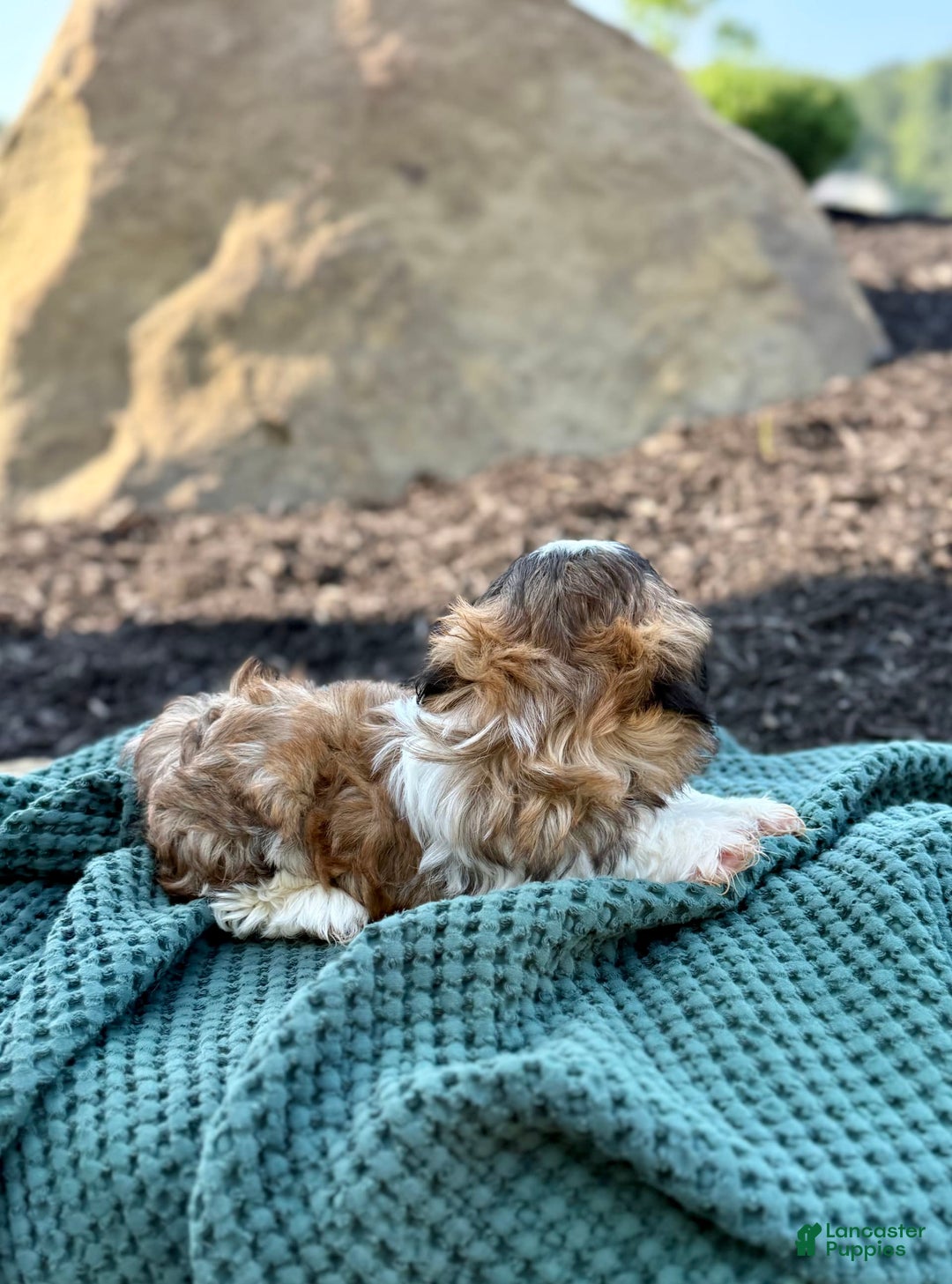 Shih Tzu dogs for sale: Archer - Image 1